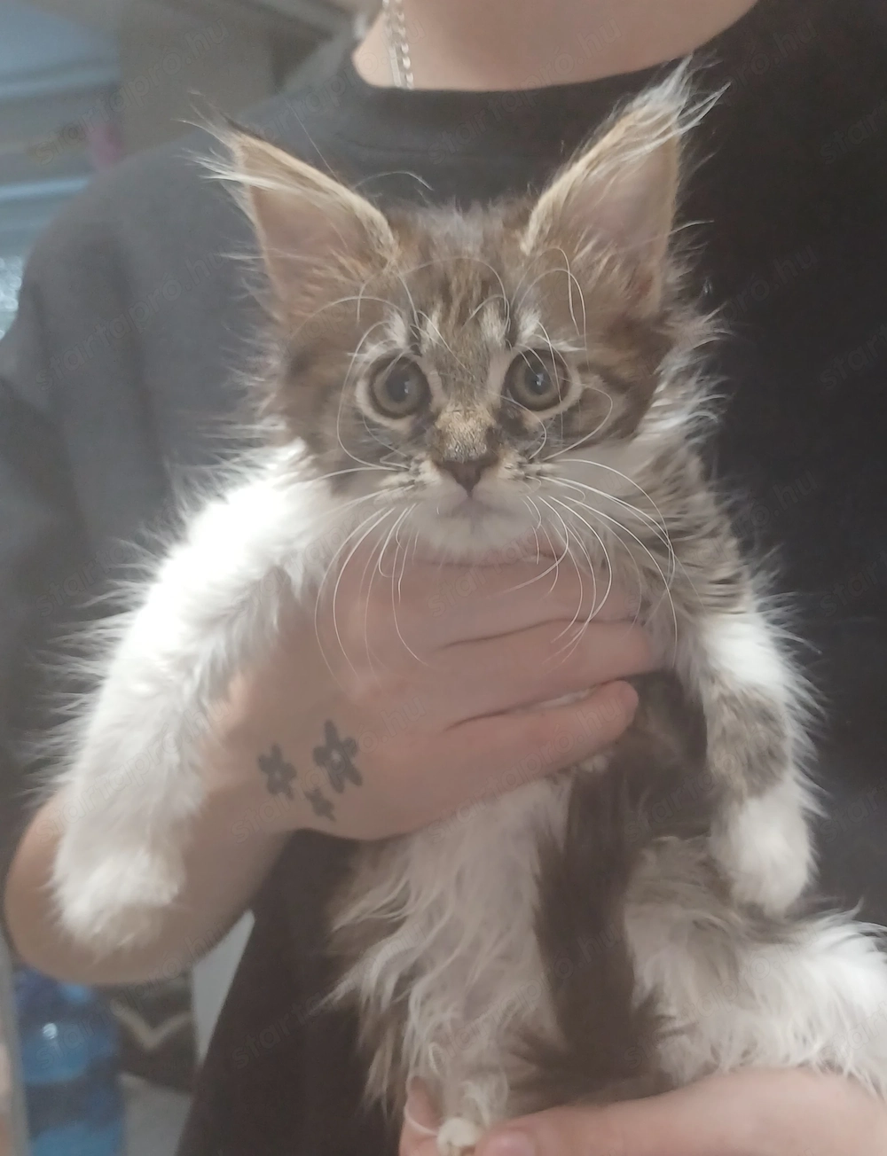 Maine coon cicák!
