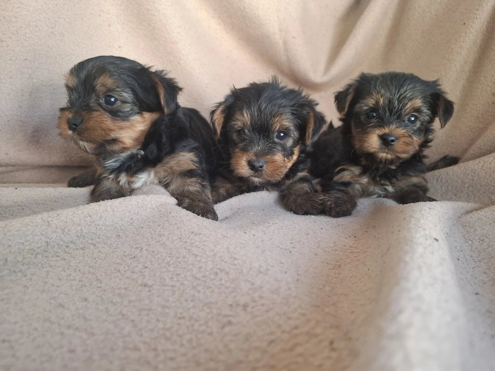 Yorkshír terrier 9 hetes mini babák eladóak.