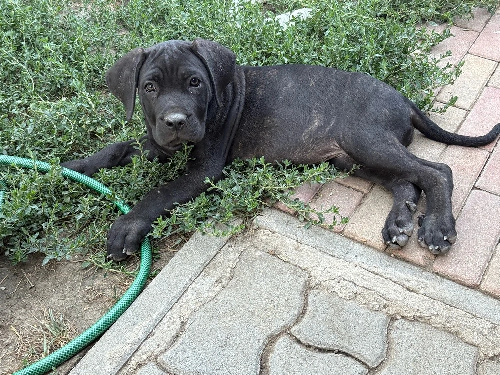cane corso lany 