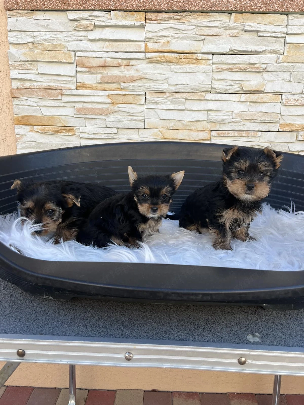 yorkhshire terrier kutyusok