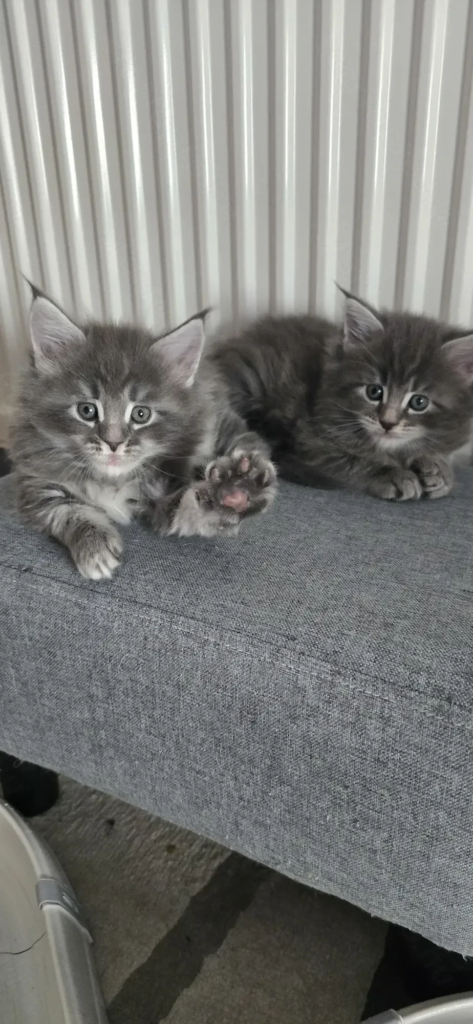 Maine Coon  Cicák foglalhatók!