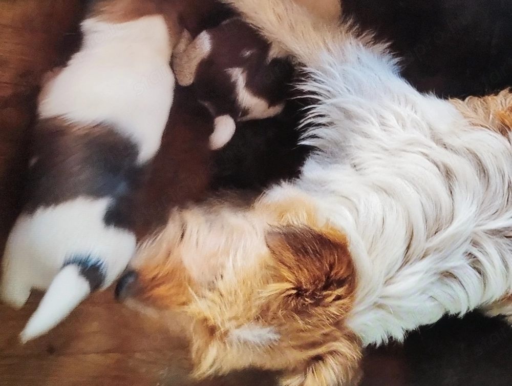 Drótszőrű foxi kiskuty k