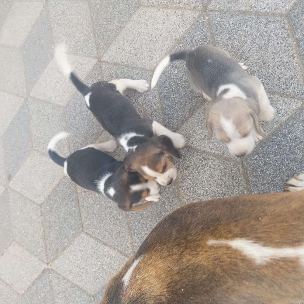 beagle kölykök