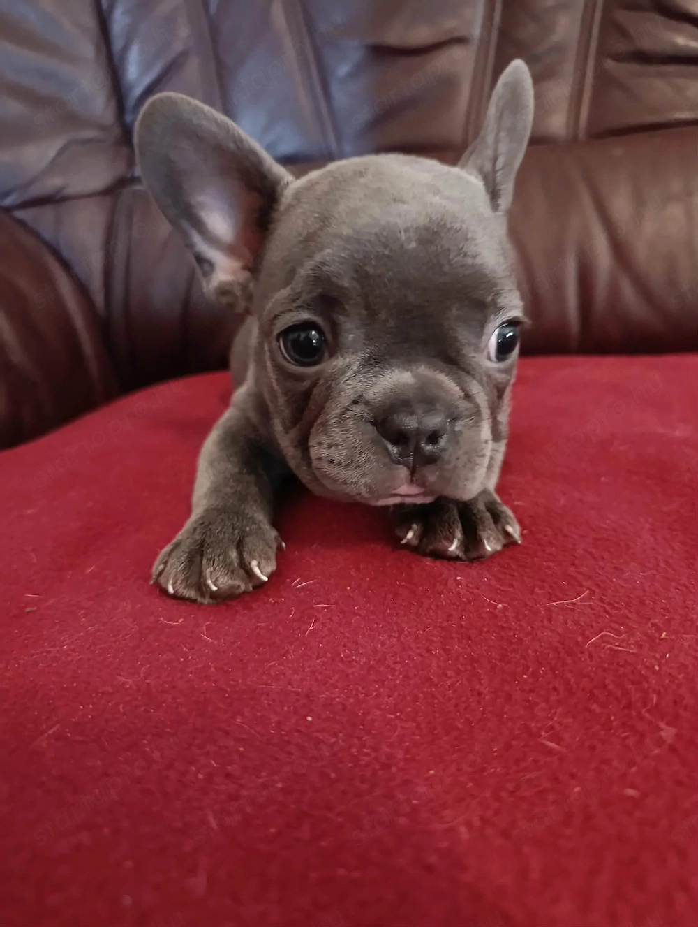 Kék francia bulldog kiskutyák 