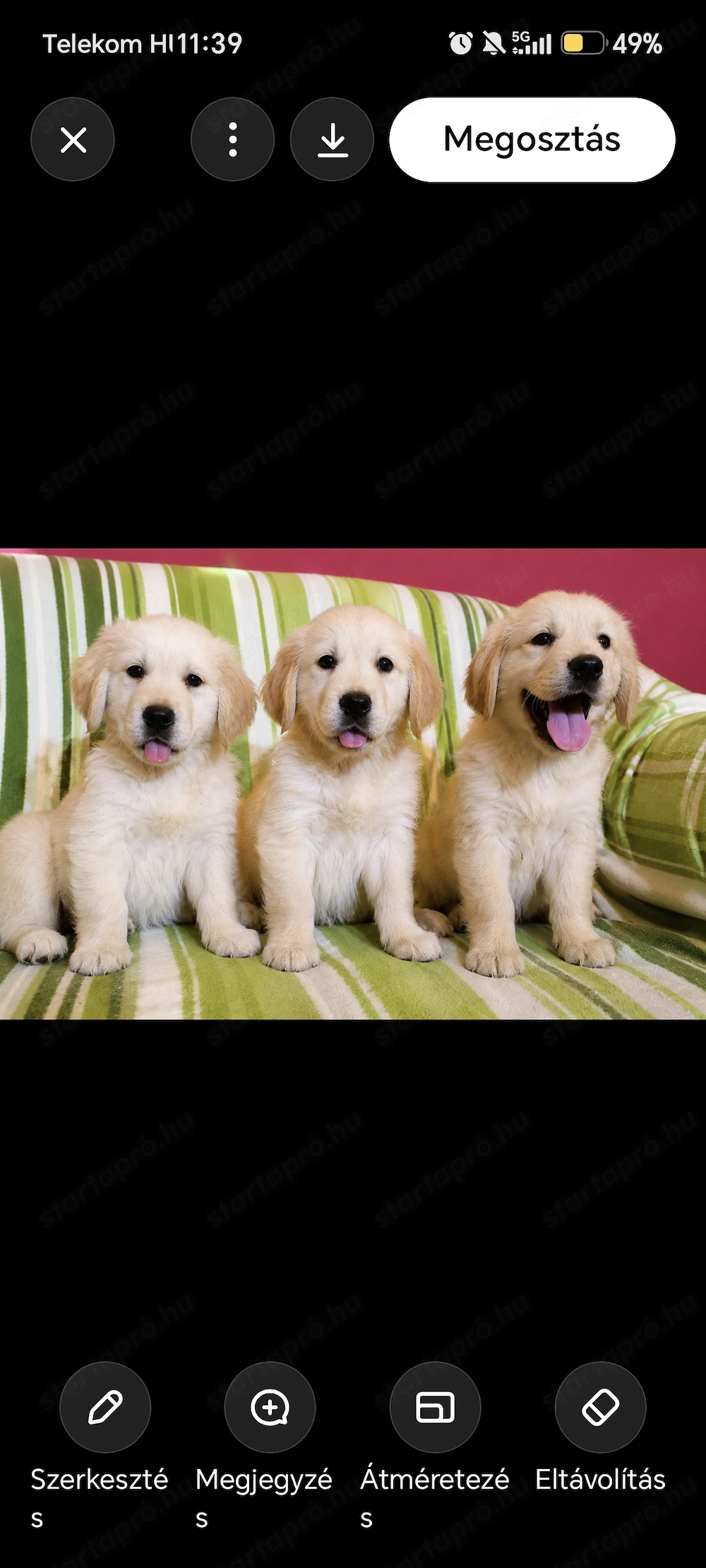 Golden retriever