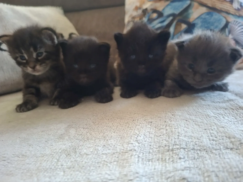 Main Coon cicák foglalózhatók