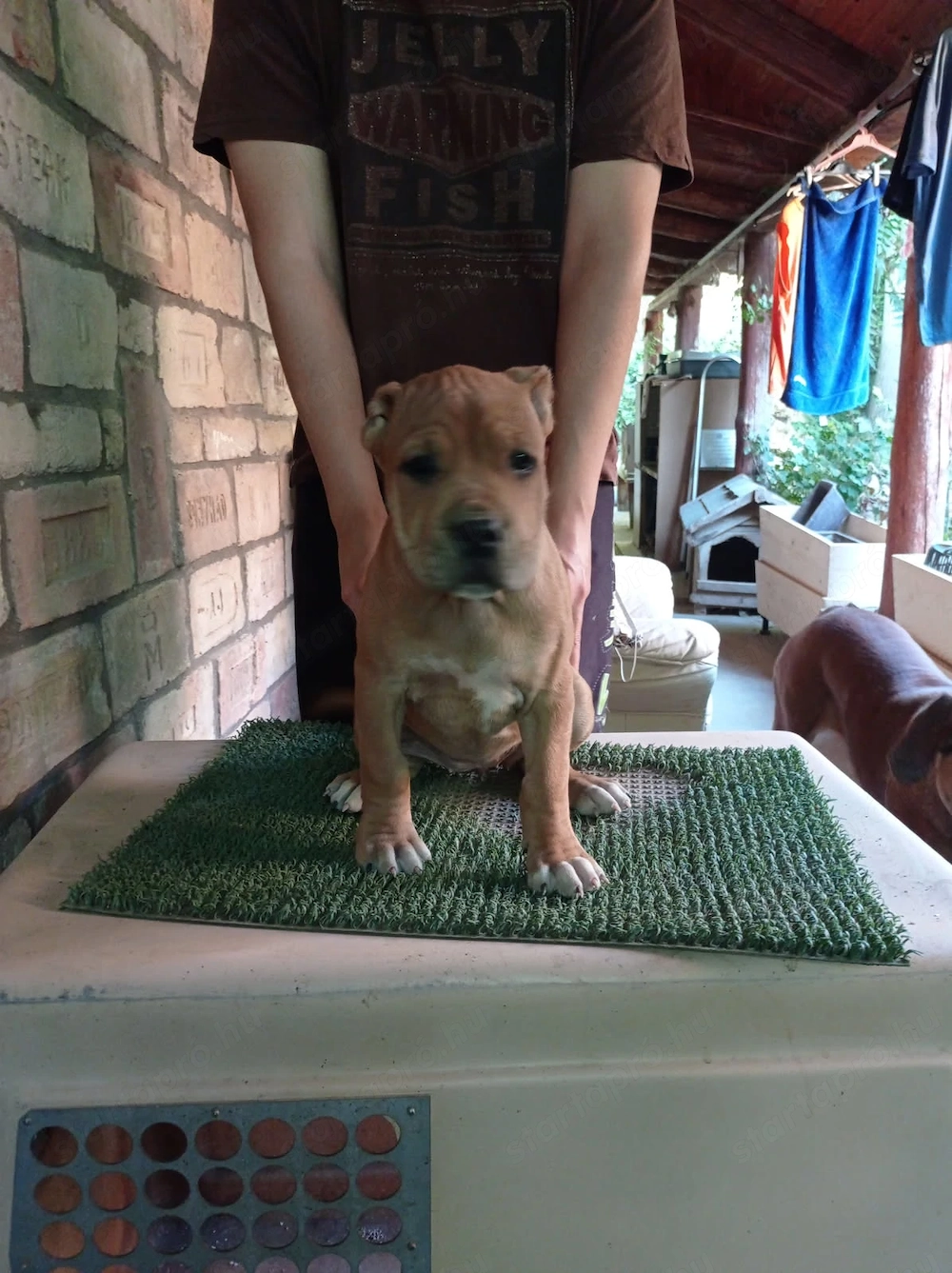 Eladó Bandog kölyök 
