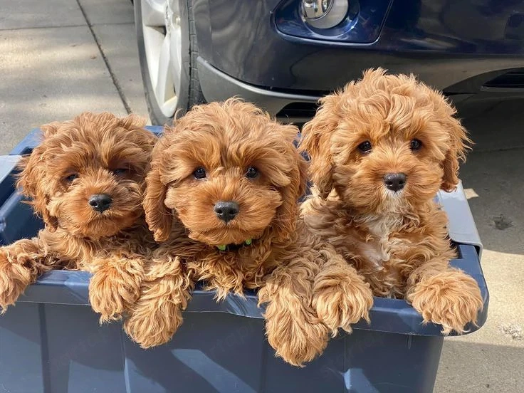 Maltipoo kölykök 