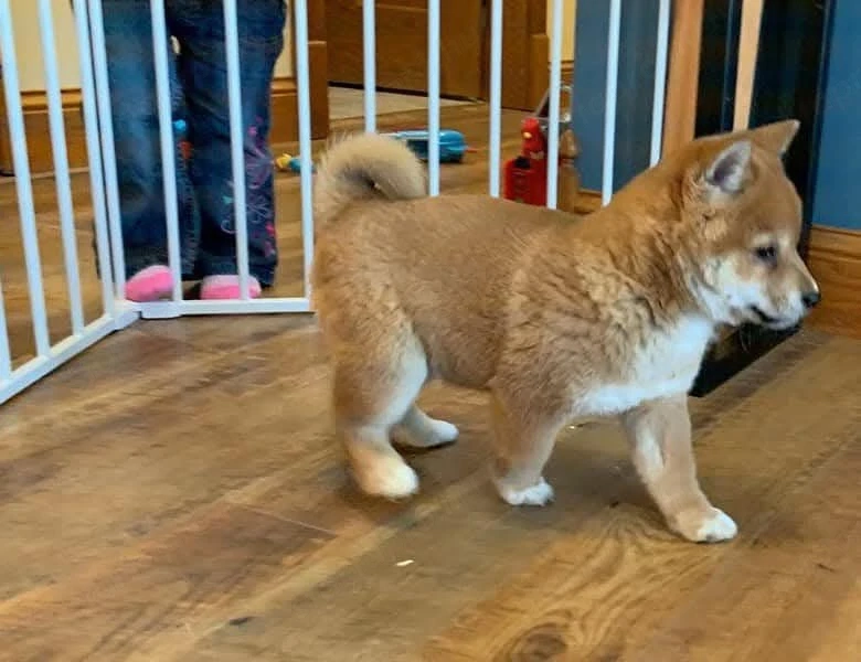 Shiba inu kölykök