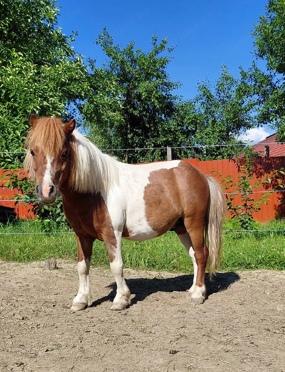 Shetlandi póni új karámot keres! 