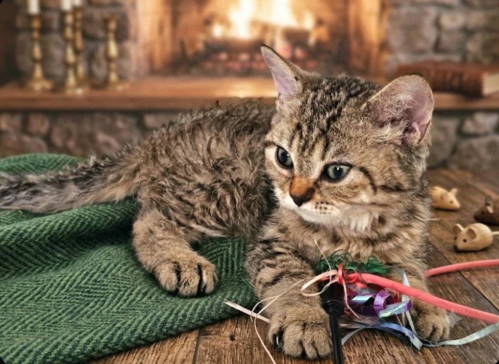 Eladó Selkirk Rex göndör szőrű kisfiú cica baba