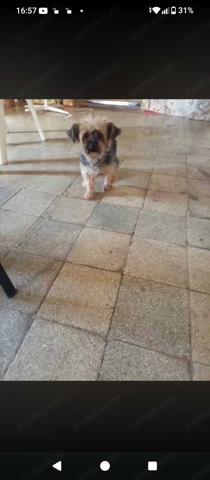 4 éves York terrier fajta szuka kutyus szerető gazdit keres.