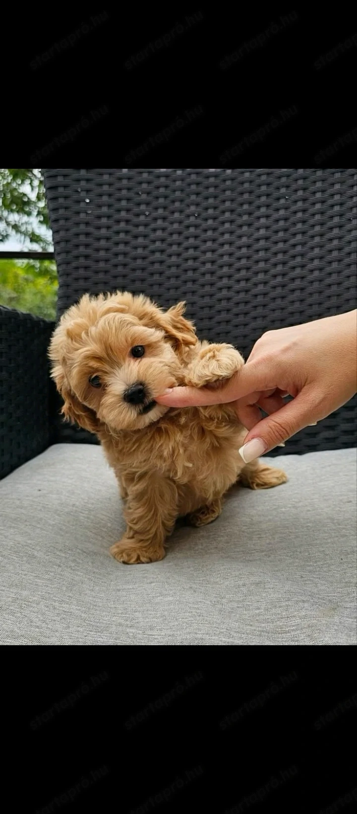 Maltipoo babák eladó 8 hetes Maltipoo kölykök máshol szaladgálnának 8 hetesek Kunszentmártonba élünk