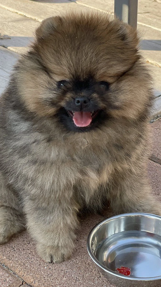 Pomerániai 