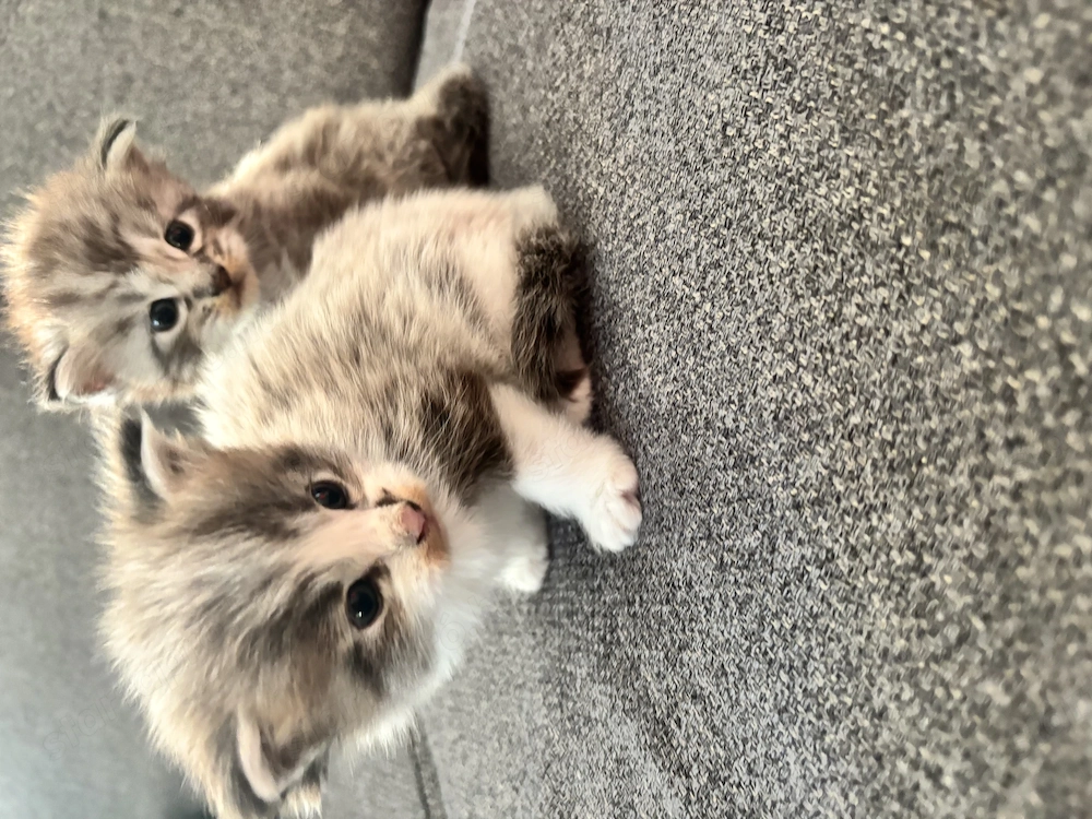 Main Coon kölyökcicák