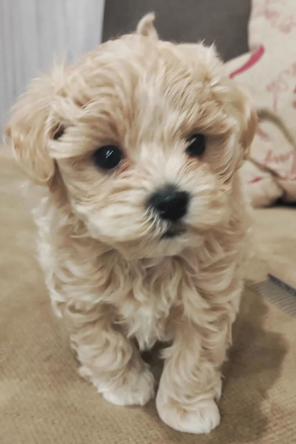 Prémium picike maltipoo