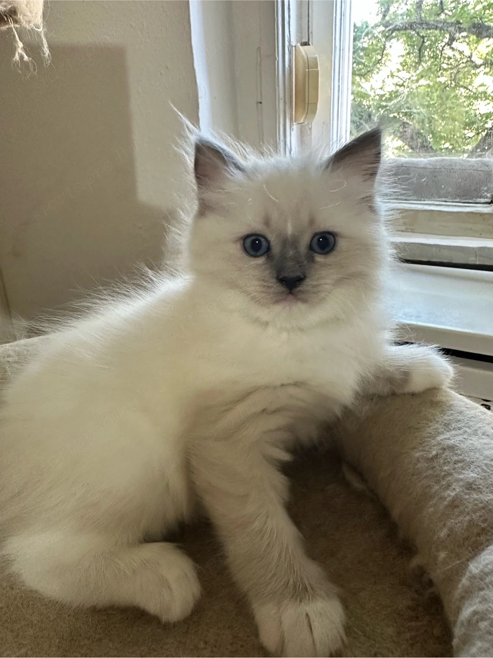 Nemzetkozi első Ragdoll anyuka babái foglalhatók
