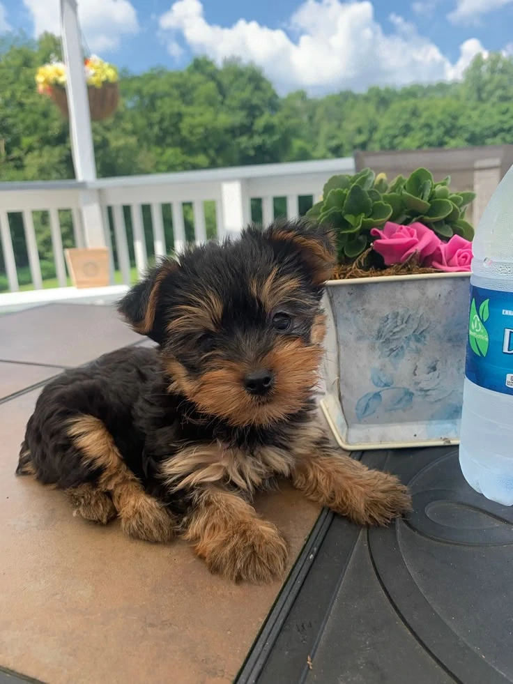 Yorkshire terrier kölyök 