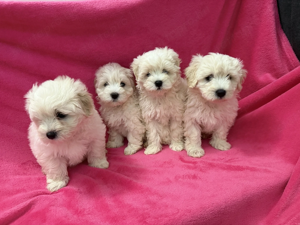 Maltipoo kiskutyák 