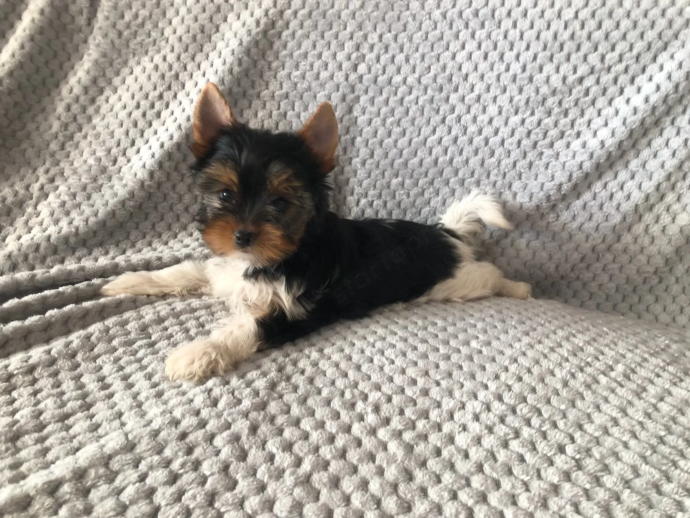 Biewer Yorkie Kisfiu 