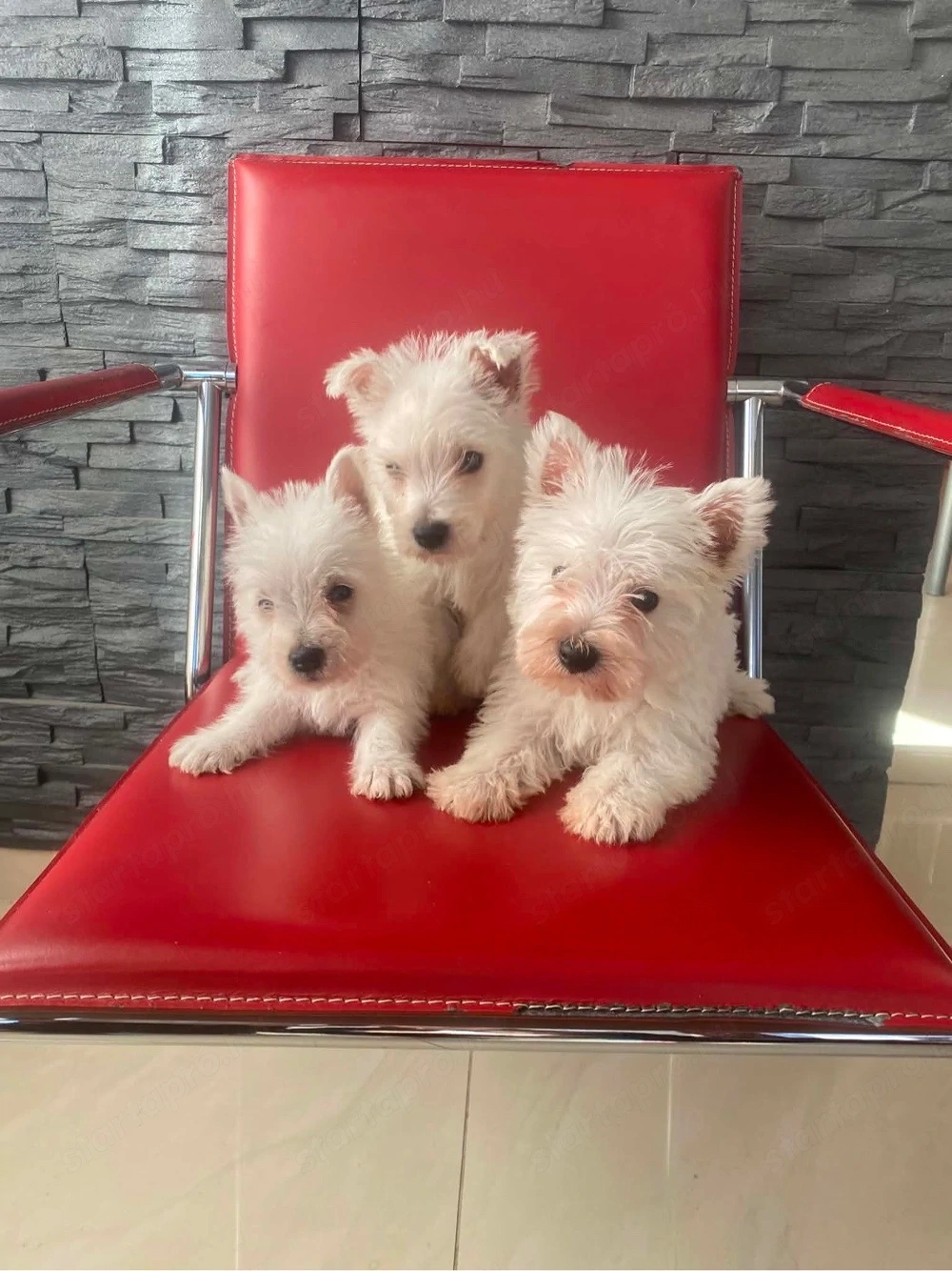 Westie kiskutyák