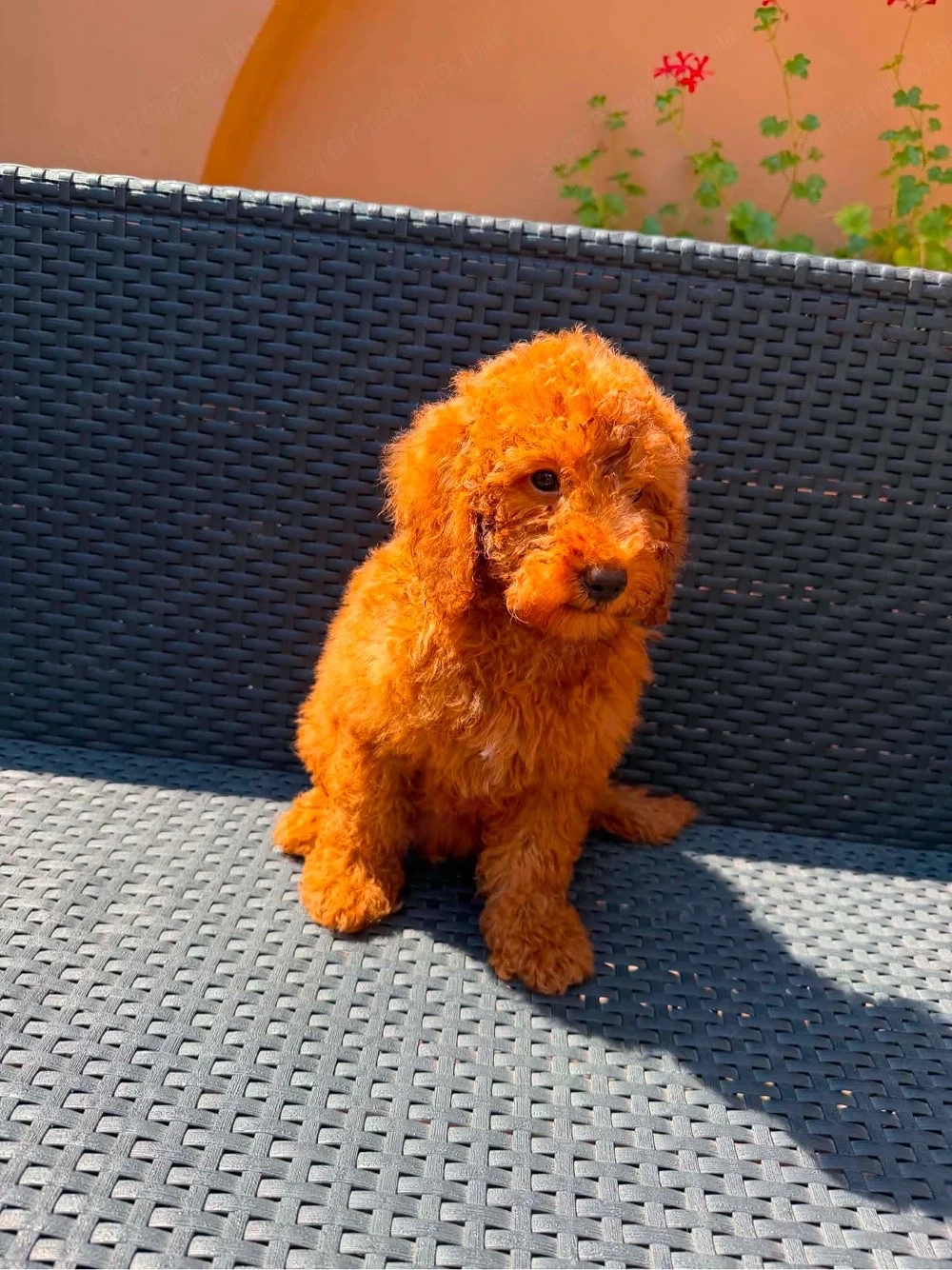 Toy uszkár kiskutya