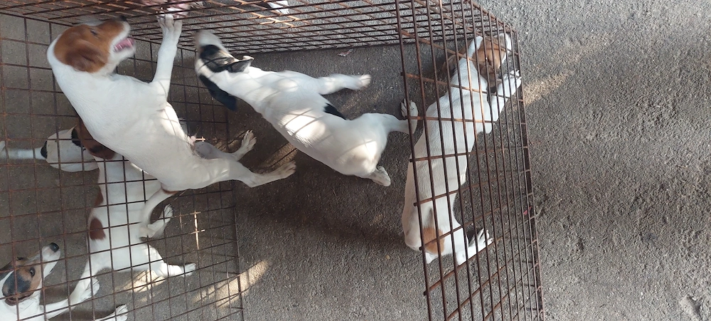 Eladó jack Russell kis kutyák  