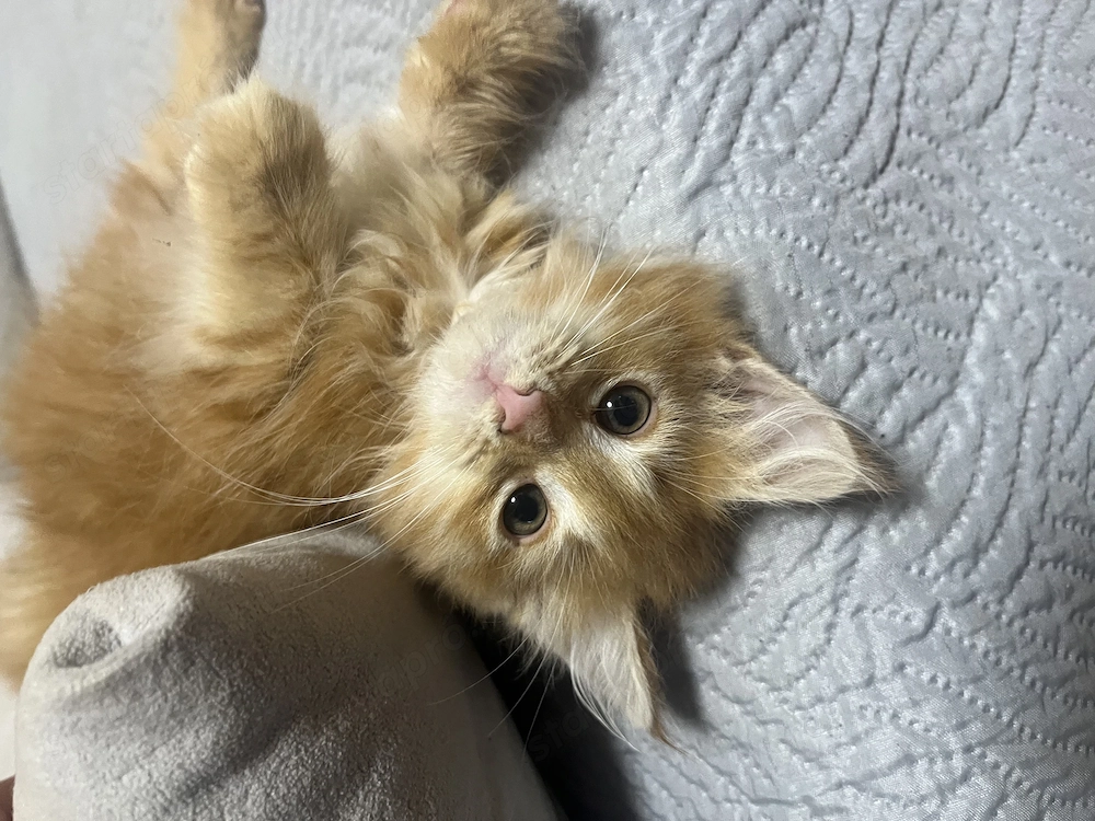 Maine Coon kislány cica