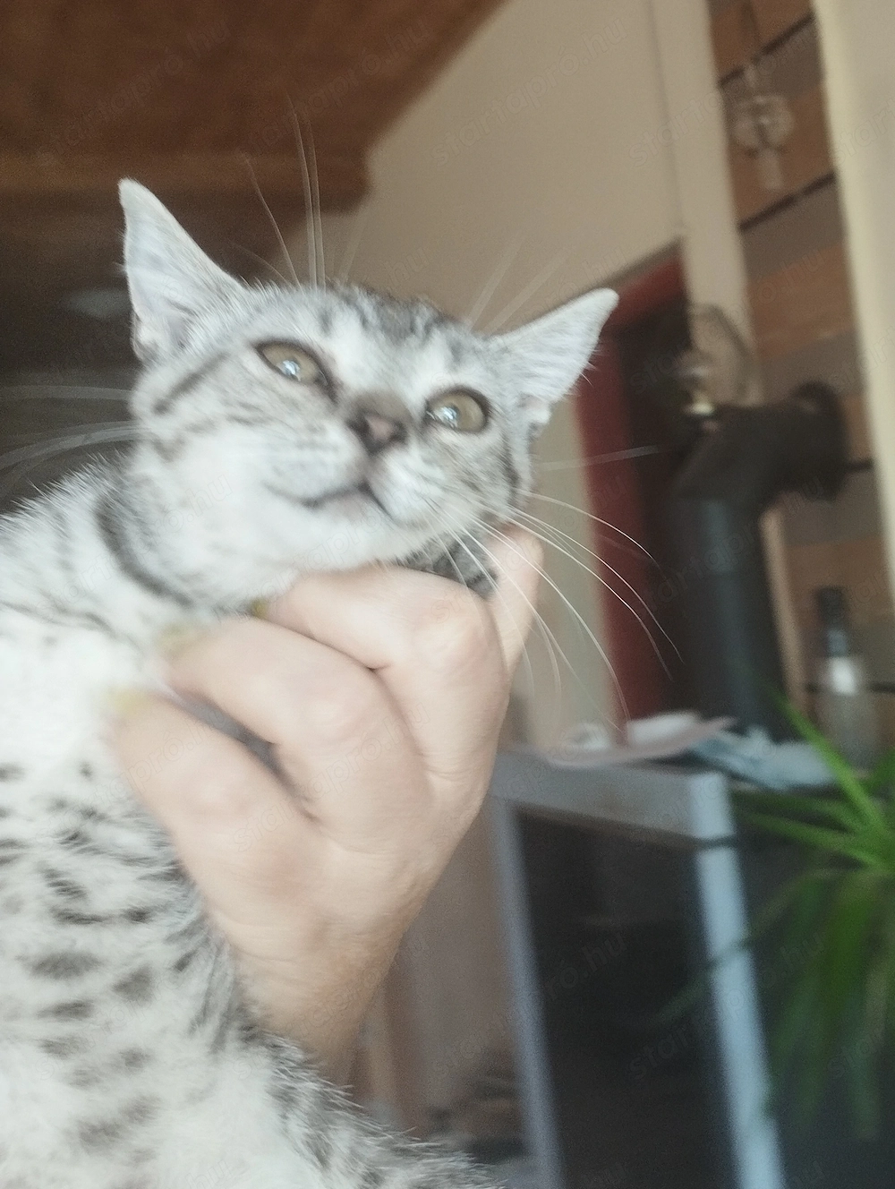 Brit whiskas cica