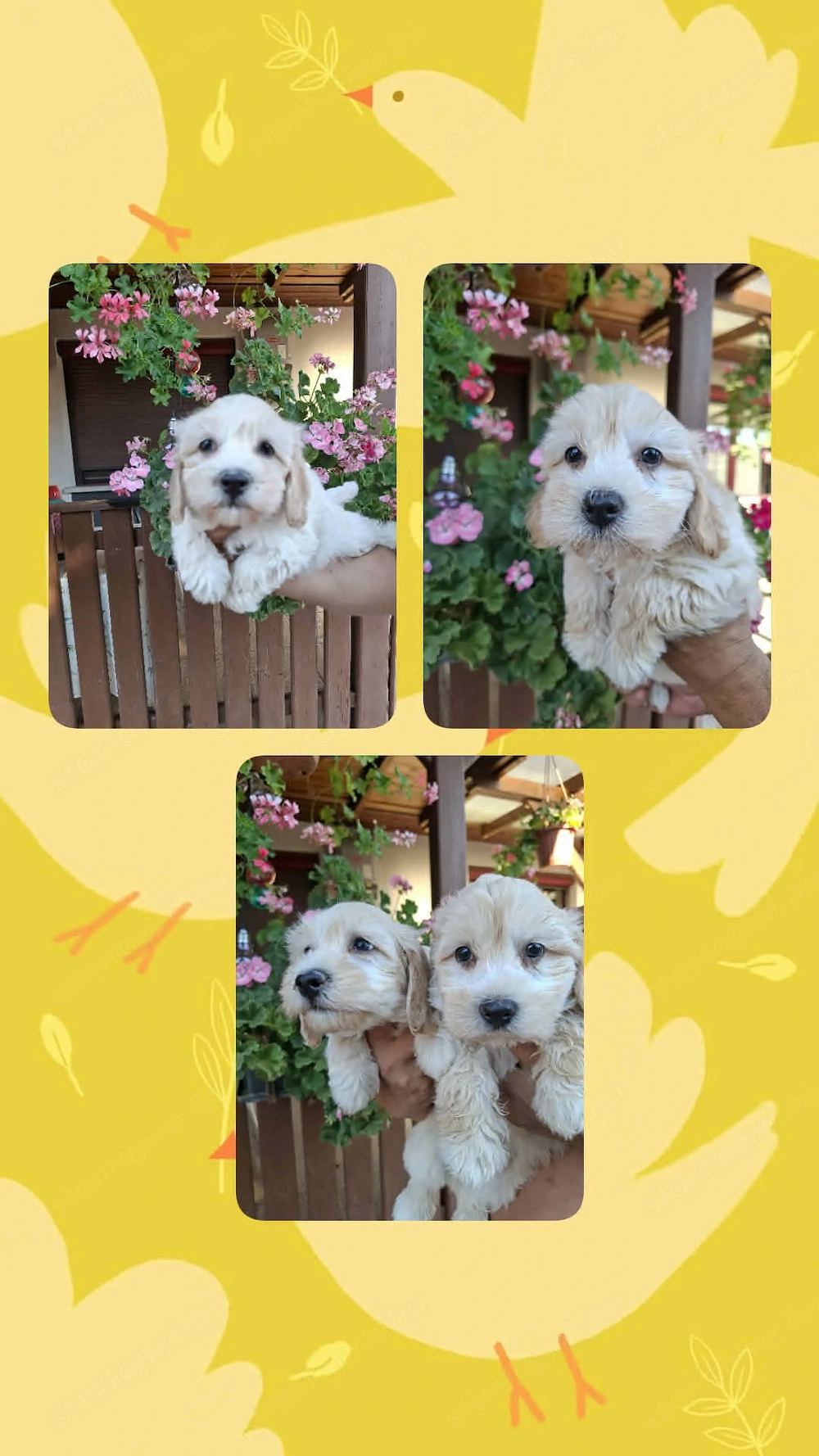 Maltipoo fajtatiszta jellegű kiskutyák foglalhatóak 