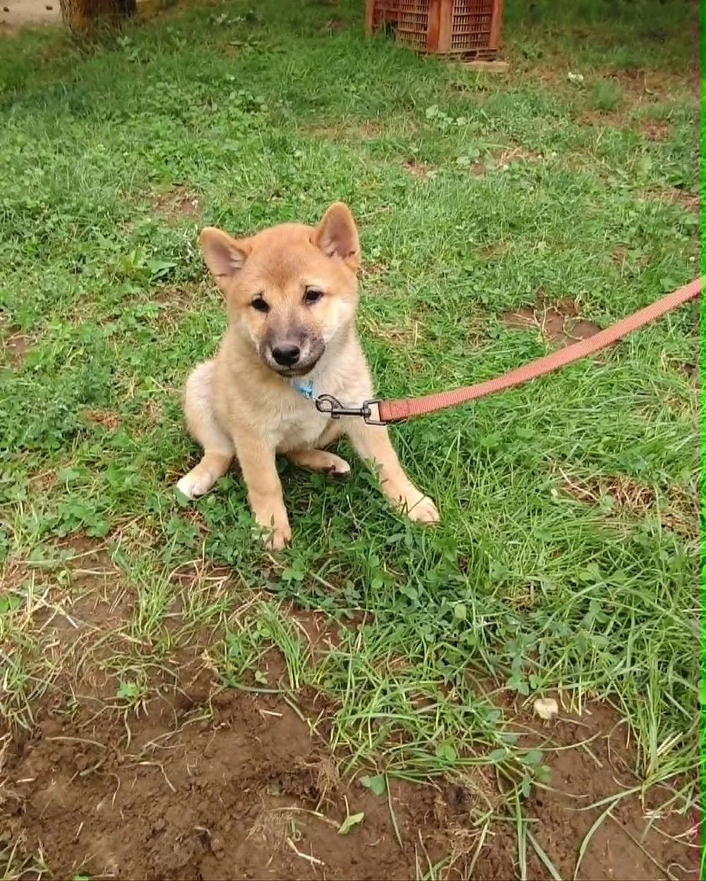 Gyönyörű törzskönyvezett Shiba Inu kiskutyák