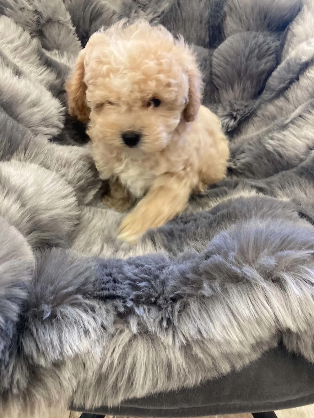 Maltipoo kislány 