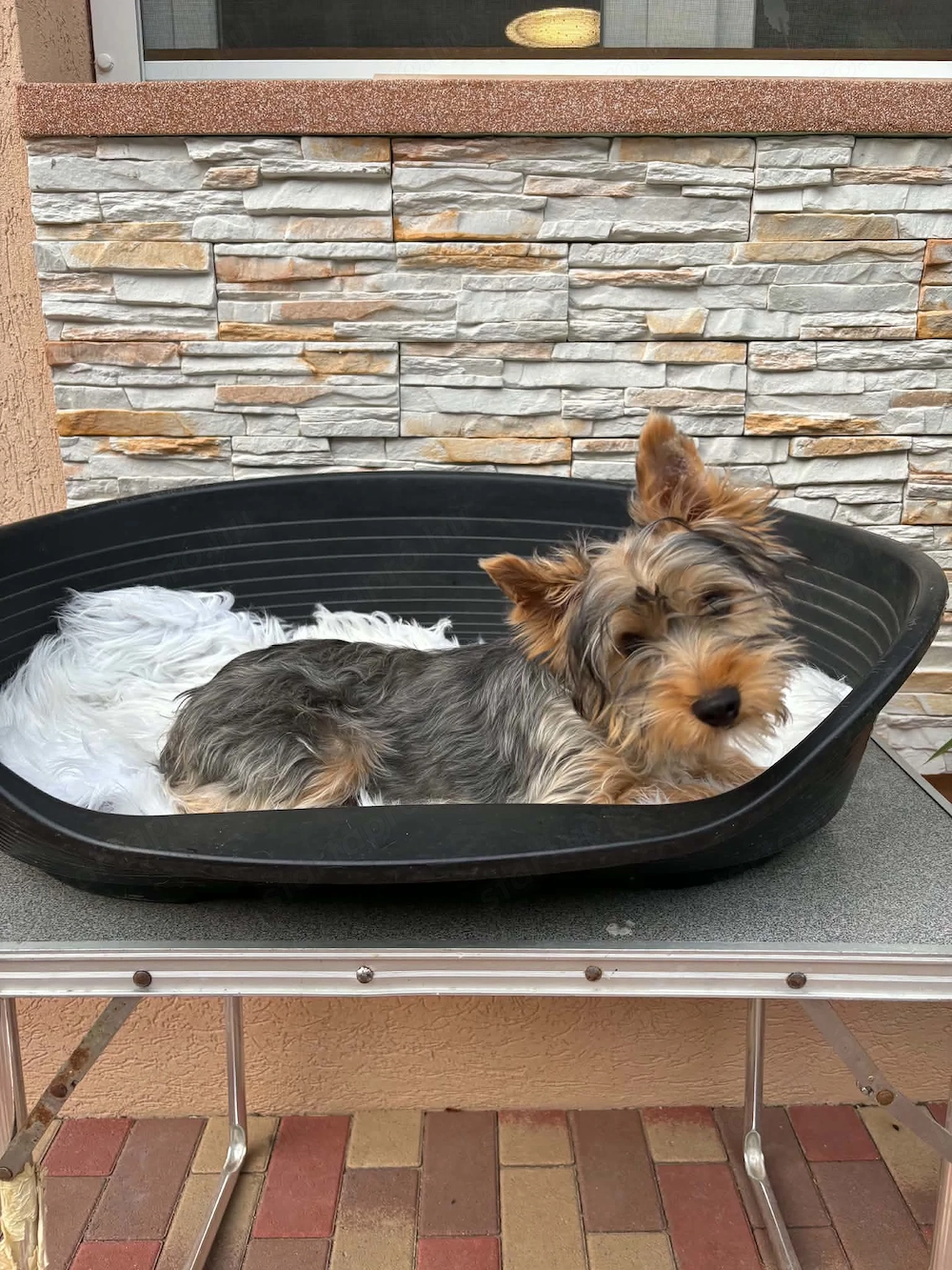 yorkshire terrier kutyus