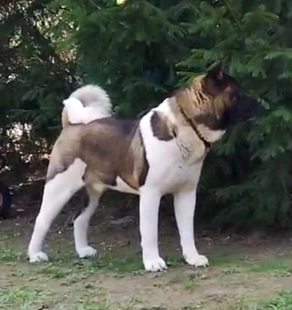 Amerikai Akita kan  s szuka 