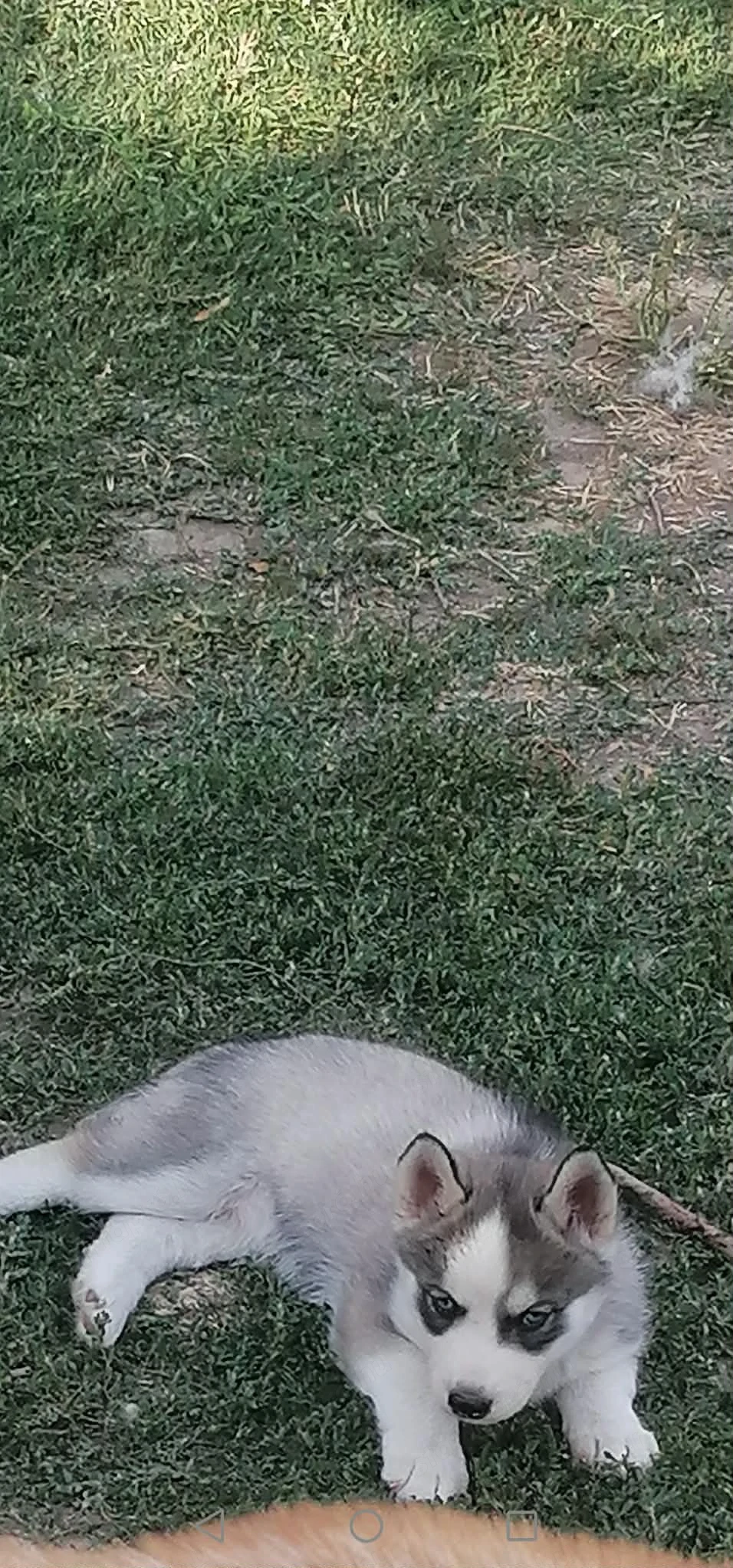 Fajtatiszta fiú husky kiskutya új gazdit keres