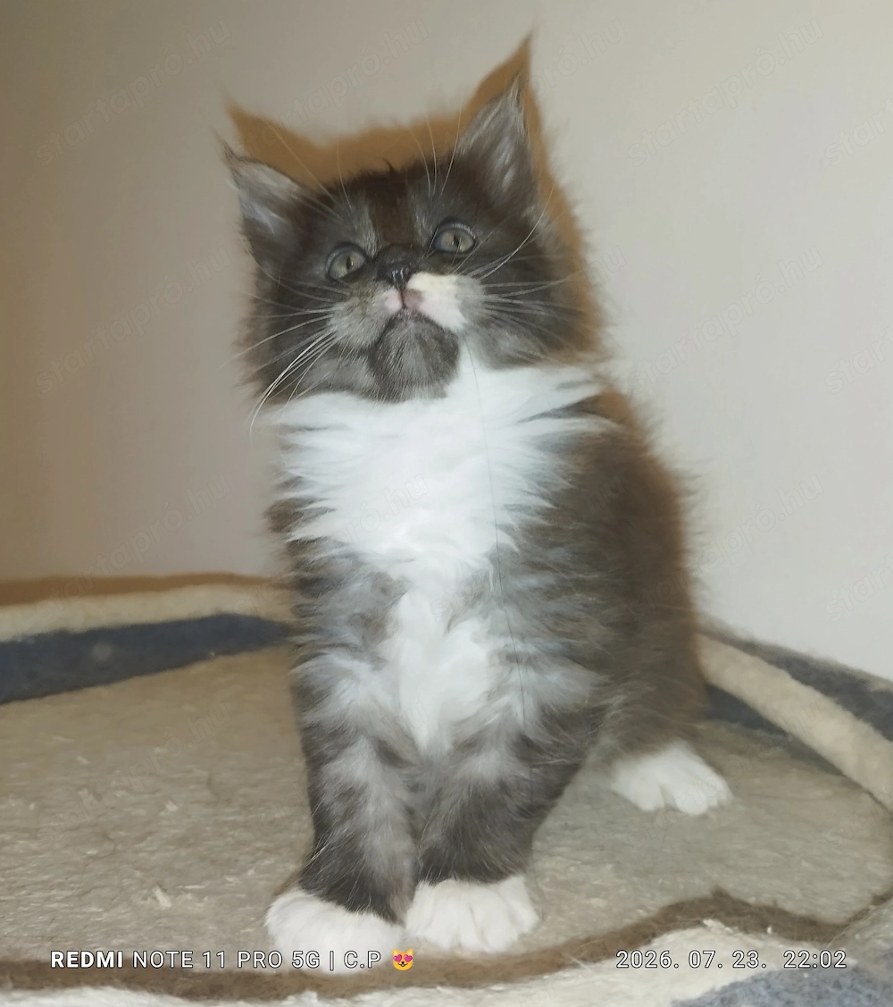 Maine Coon kölykök 