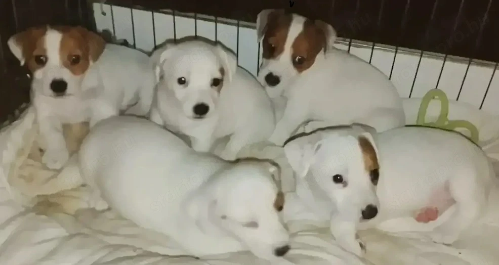 Jack Russel Terrier 
