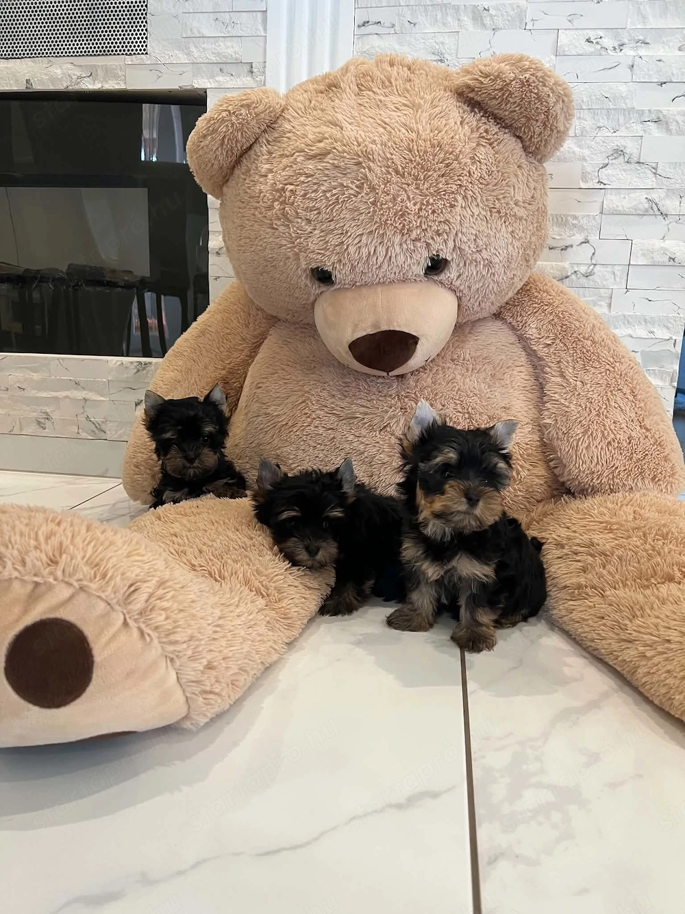 yorkshire terrier kutyusok
