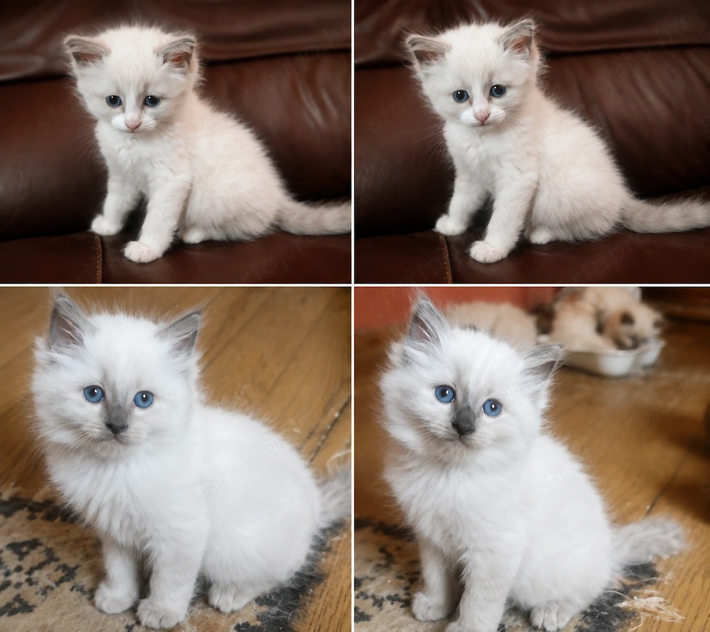 6 hetes Ragdoll kiscicák 