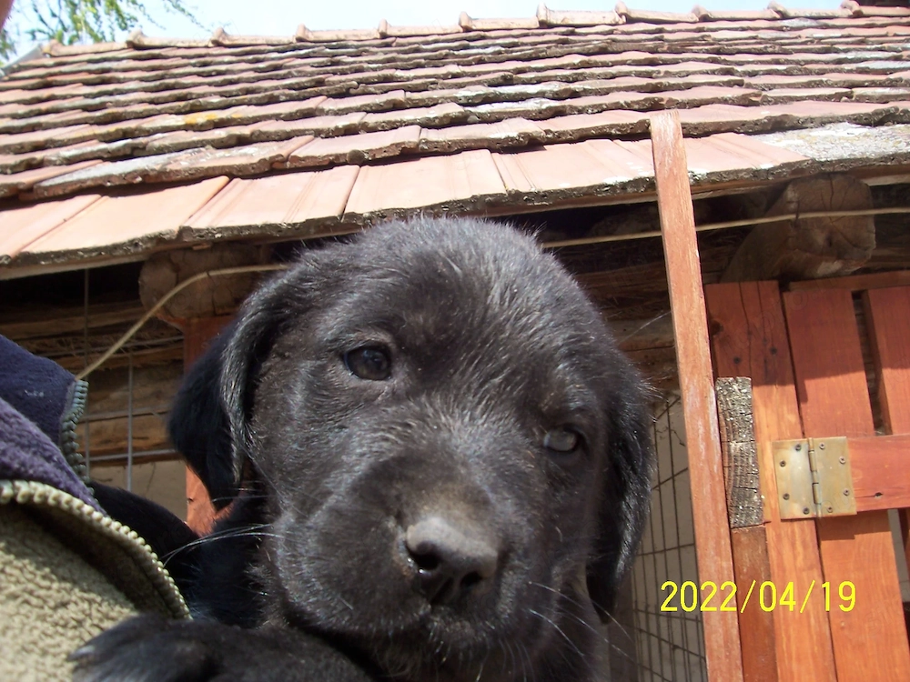 Labrador kölyök