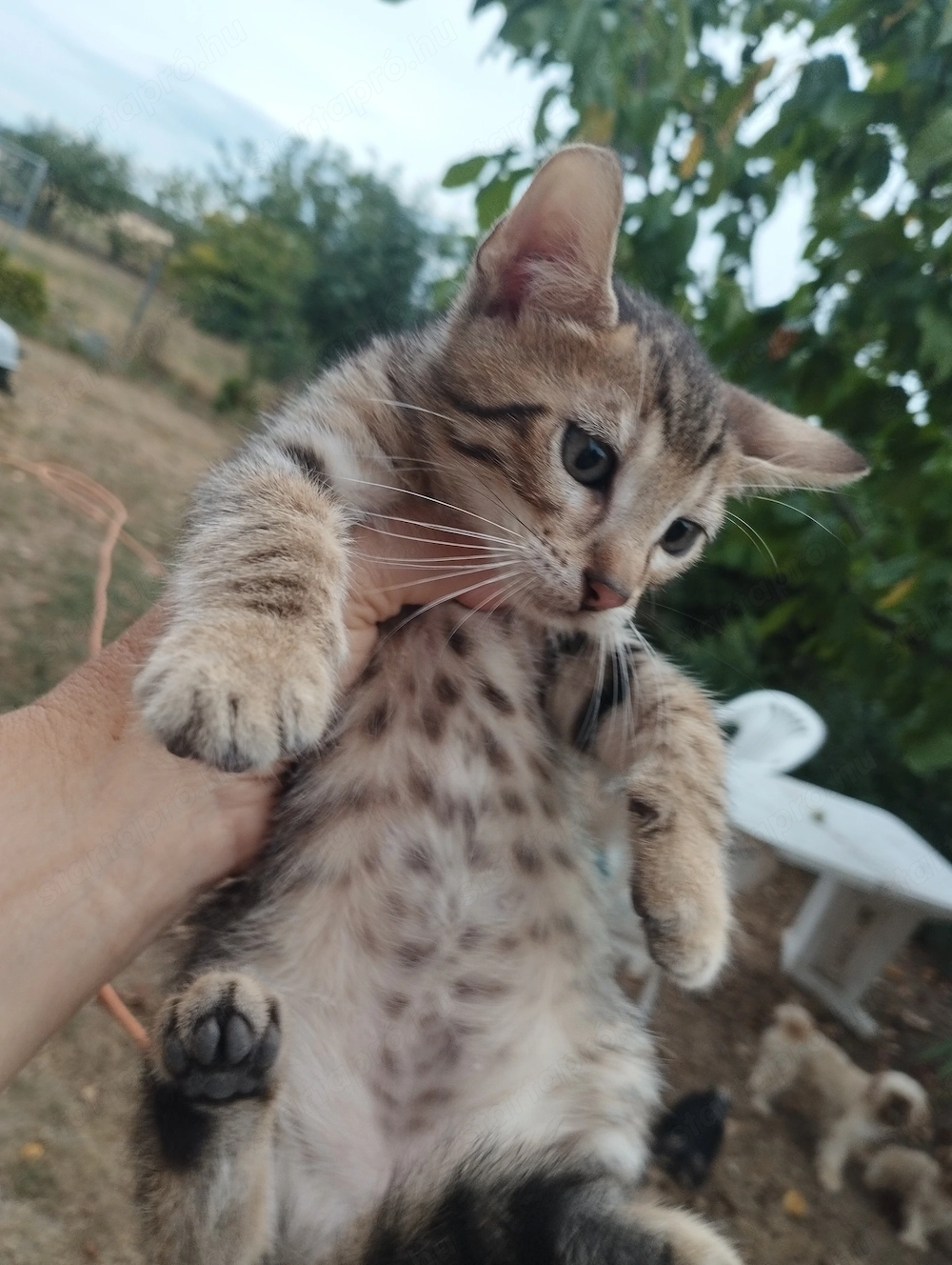 Beng li kever k cicusok