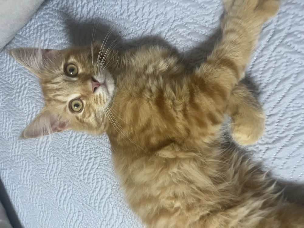 Maine Coon kisfiú cica