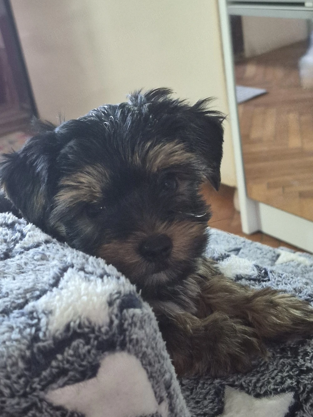Yorkschire terrier kan kis kutya