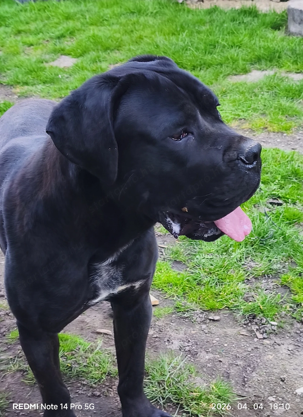Cane corso 1,5  ves nagyfiú