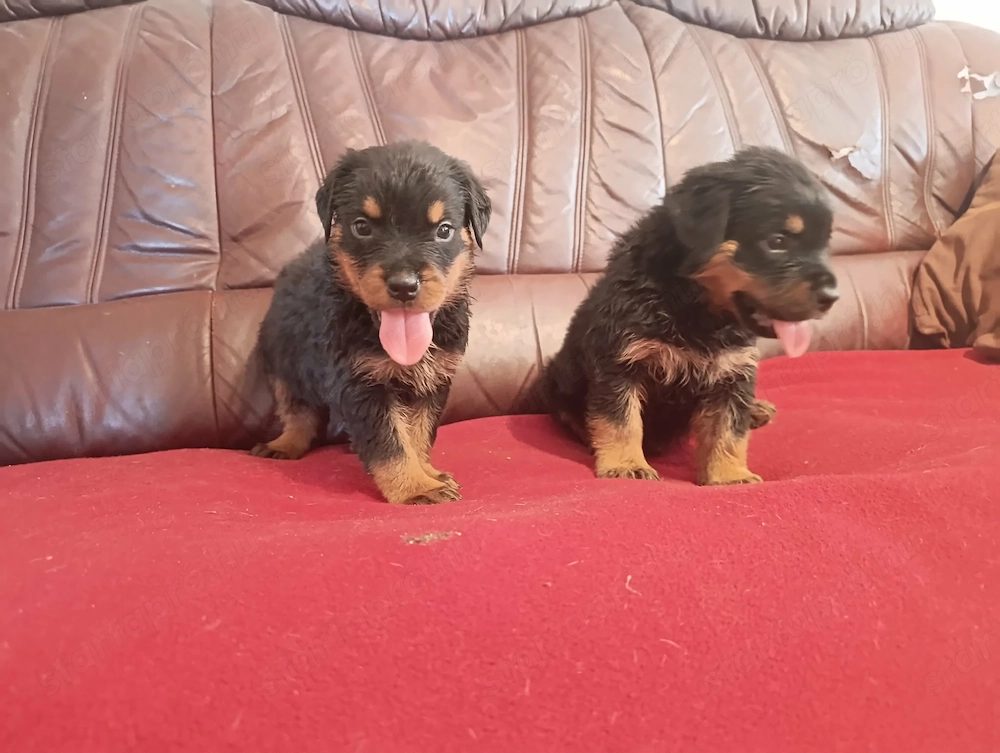 Gyönyörű rottweiler kiskutyák 