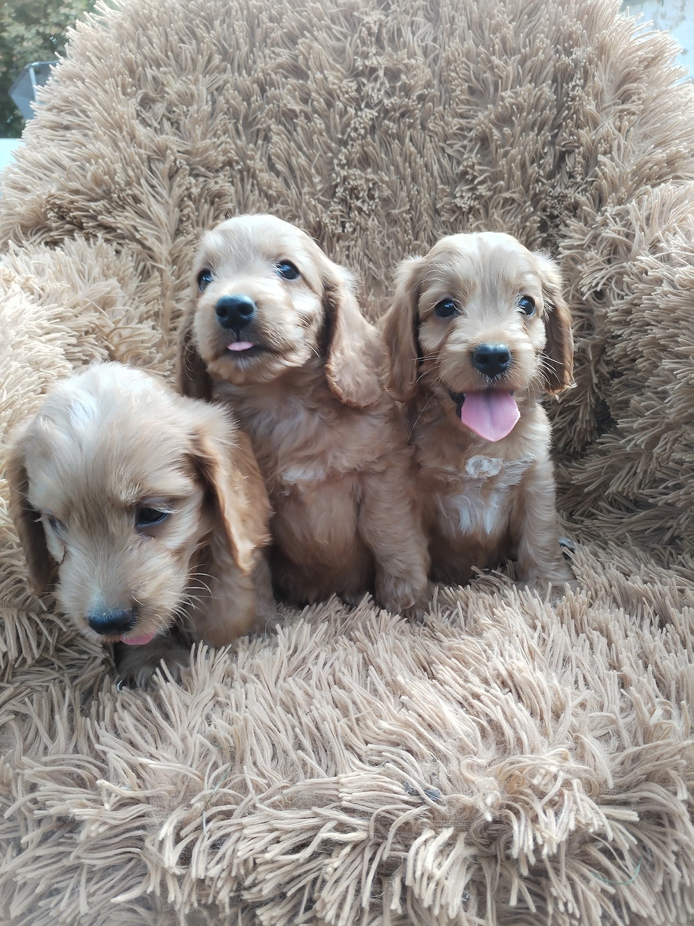 Cockapoo, Cocapoo kölykök gazdát keresnek 