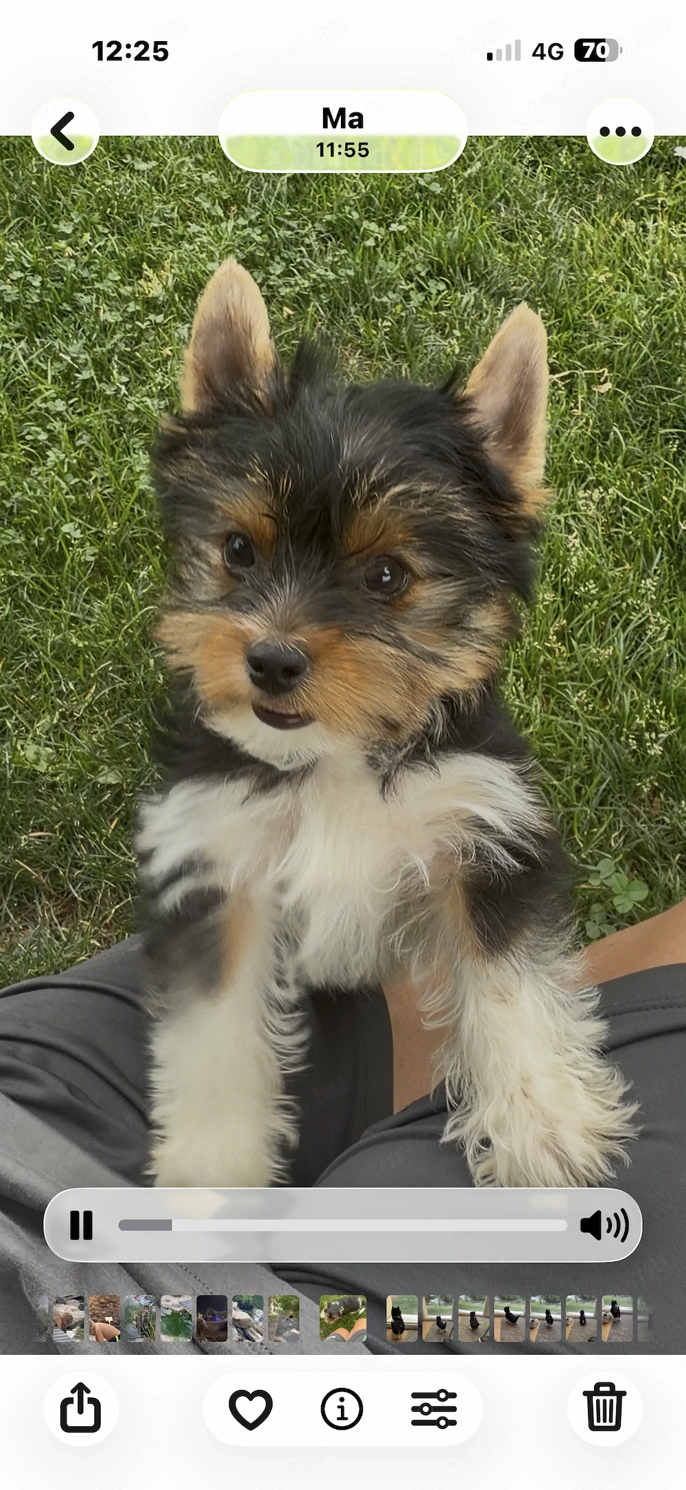Biewer yorkie kisfiú 