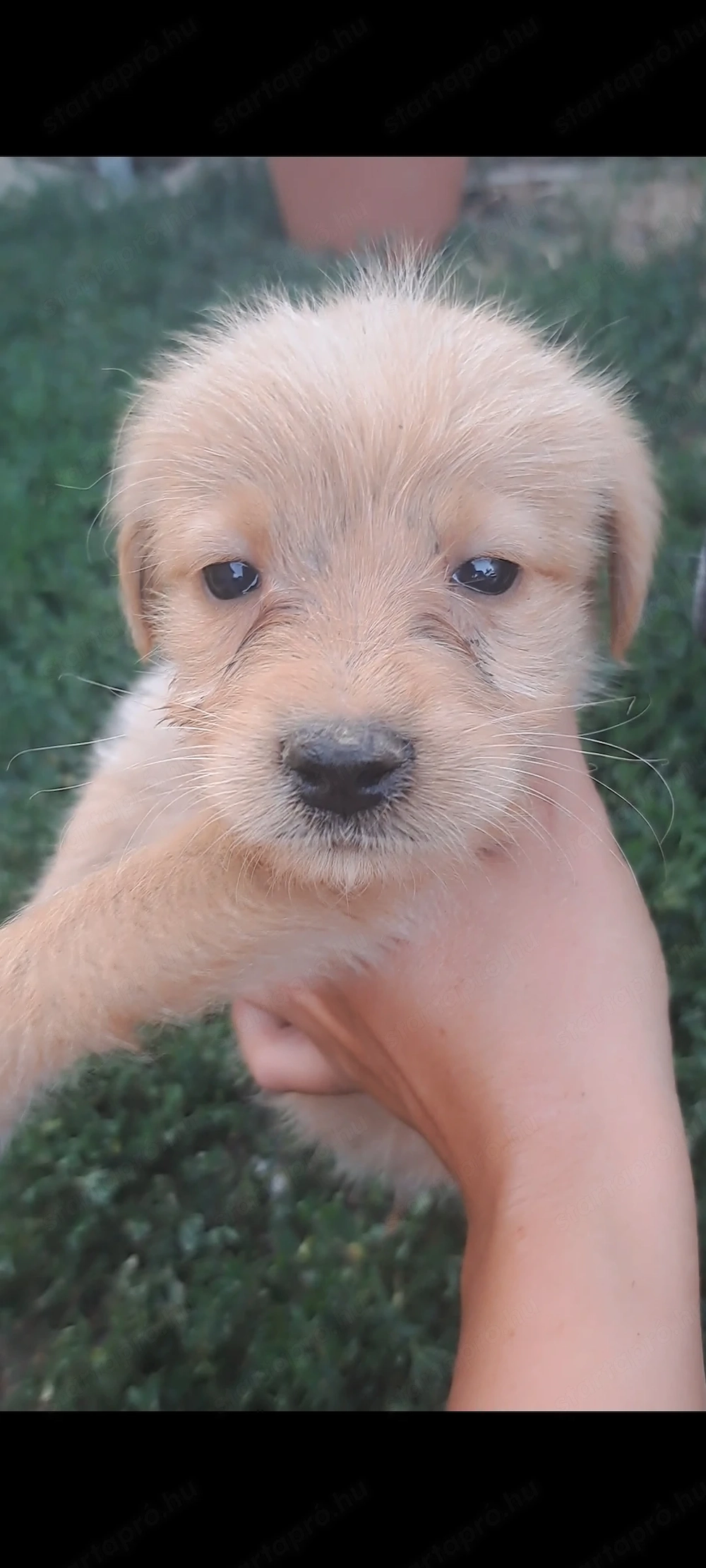 Ingyen elvihető labradoodle babák