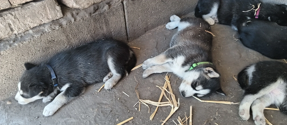 Szibériai Husky