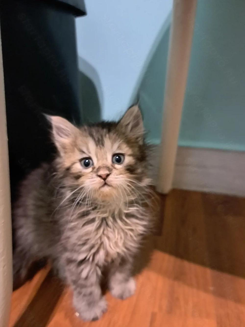 Maine coon jellegű kiscicák 